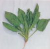 Vicia Amoena Extract  